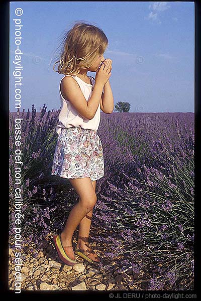 petite fille dans un champ de lavande - little girl in a lavender field